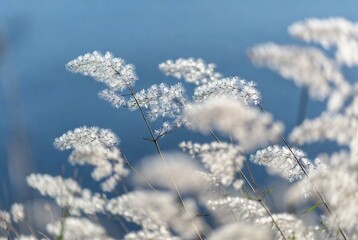 Naklejka premium White Queen Anne's lace flowers floating in a blue sky.