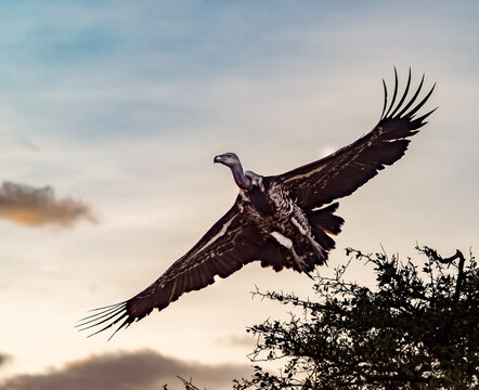 Ruppell's Griffon Vulture. A vulture soars through the sky at sunset, its wings spread wide as it searches for its next meal.