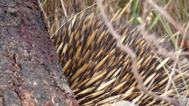 Australian Echidna scared hiding against log ants crawling on it close up