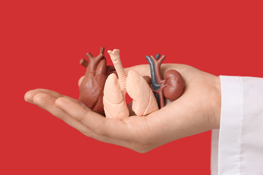 Female doctor's hand with human internal organ models on red background