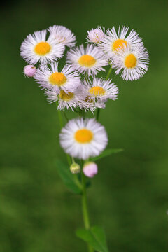 Philadelphia fleabane (Erigeron philadelphicus).