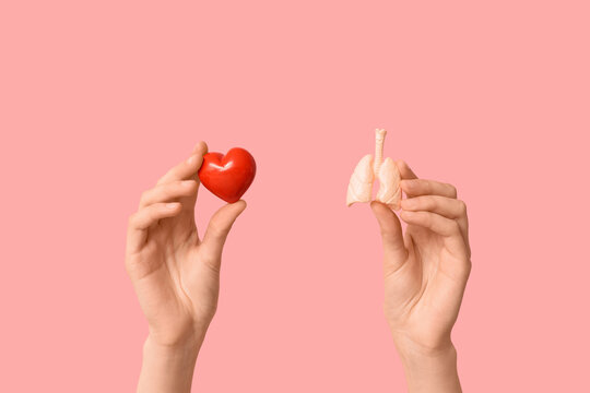 Female hands with human heart and lungs models on pink background