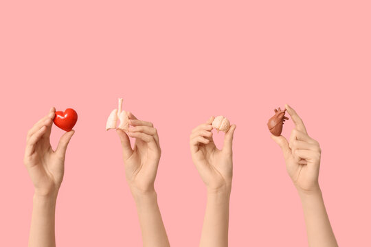 Female hands with human internal organ models on pink background