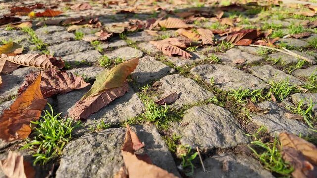 Autumn leaves on cobblestone path in a park