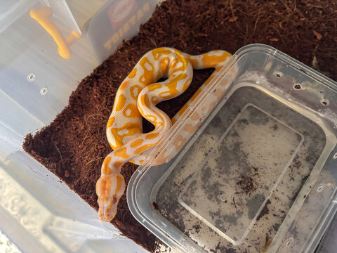 High angle shot of an Albino Ball Python (Python regius) with bright yellow and white patterns in a terrarium
