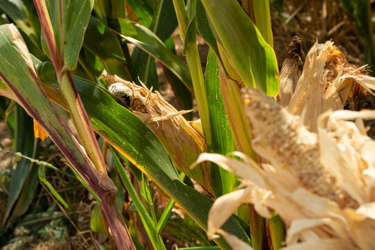 Corn stalks in a field infected with corn smut fungus. Fungal galls of Ustilago maydis growing on maize ears during the agricultural season.