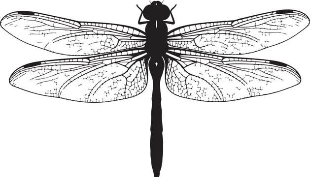 Vector dragonfly icon, black and white insect illustration isolated on Transparent Background