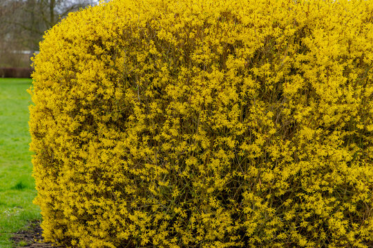 Selective focus of yellow flowers full bloom on the tree, Forsythia suspensa is a genus of flowering plants in the olive family Oleaceae, Mostly native to southeastern Europe, Nature floral background