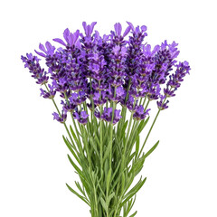 Obraz premium A bunch of purple lavender flowers isolated on transparent background