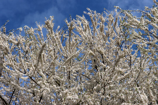Obstbaumbl&uuml;te im Fr&uuml;hjahr