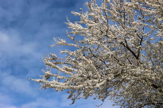 Obstbaumbl&uuml;te im Fr&uuml;hjahr
