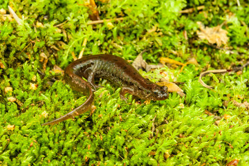 Fototapeta premium Northern Dusky Salamander (Desmognathus fuscus) on a bed of sphagnum moss