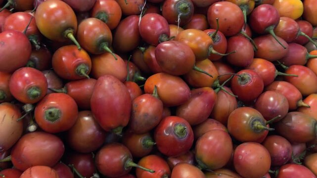Panning shot of exotic red tree tomatoes on a natural background