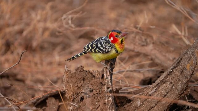 A vibrant Red-and-yellow Barbet perched on a dry branch in the savanna landscape of Amboseli National Park, Kenya. The colorful African bird displays its striking red face, yellow throat, and spotted
