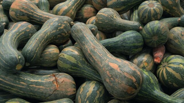 Panning shot of long green organic zucchinis ready for cooking