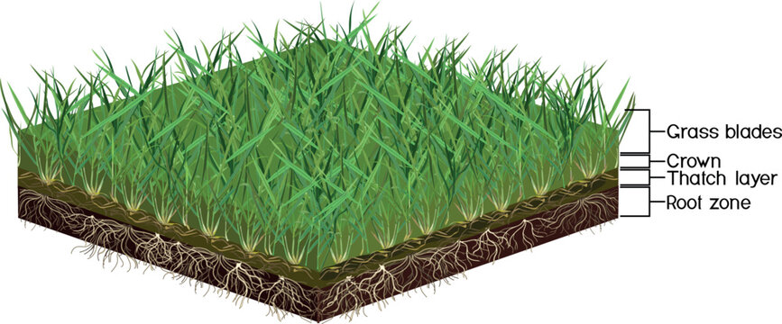 Lawn soil profile diagram showing grass blades, crown, thatch layer, and root zone