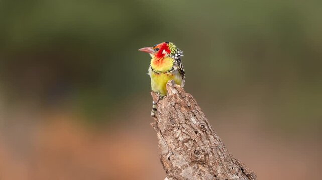 Wild Red-and-yellow Barbet resting on a branch in the natural savanna habitat of Kenya&rsquo;s Amboseli region. The striking colors and patterned feathers highlight the diversity of African birdlife