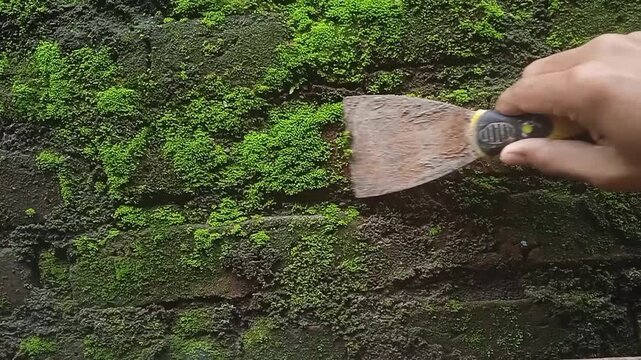 cleaning moss on the wall with a scraper