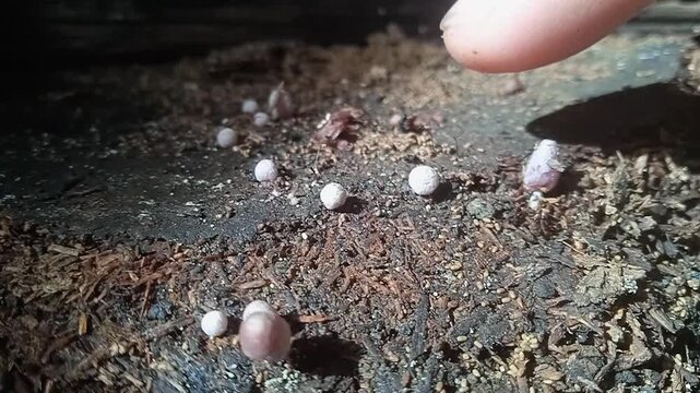 tapping mushrooms to spread spores