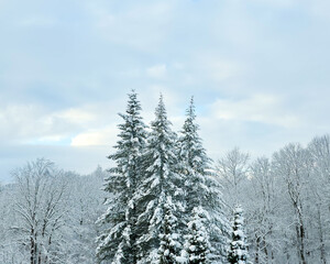 Obraz premium Snow covered pine trees in a winter forest under cloudy sky. Cold seasonal landscape with copy space, perfect for background, nature, travel and winter themes.