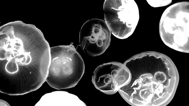 High contrast jellyfish swimming underwater on black background. Black and white for composite and presentation. Alpha matte isolated.