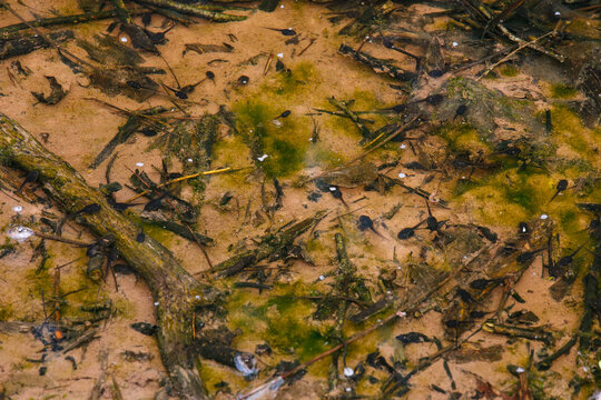 A small spring vernal pool filled with frog tadpoles