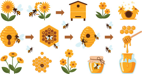 Honey production process vector illustration with bees, hive, honeycomb, flowers and jars showing beekeeping and natural honey making stages © Yevhenii creative