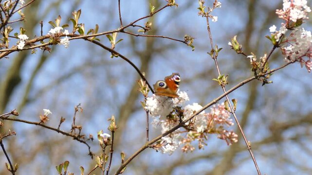 European peacock butterfly (Aglais io) moving around on a white flower in Zurich, Switzerland