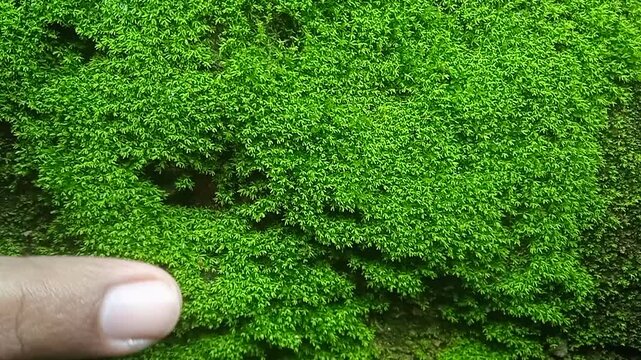 feel the texture of the green moss growing on the wall
