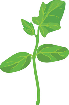 Young cucumber seedling (Cucumis sativus) with cotyledons and first true leaf isolated on white background