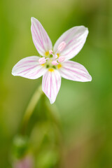 Fototapeta premium Close-up of a Spring Beauty (Claytonia virginica) wildflower showing its delicate pink-streaked white petals