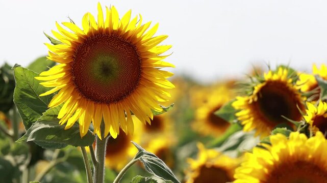 Close up of bright yellow sunflower blooming in summer agricultural field