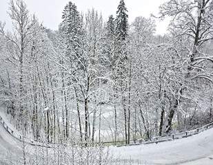 Fototapeta premium Curved snowy road through winter forest with snow covered trees. Scenic cold landscape, perfect for travel, seasonal background and winter nature concepts.