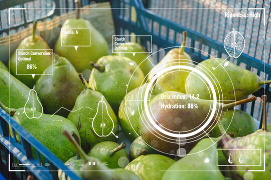 Green pears in blue plastic crate with digital quality control interface showing ripeness, Brix index and hydration data in modern smart agriculture and food industry inspection concept