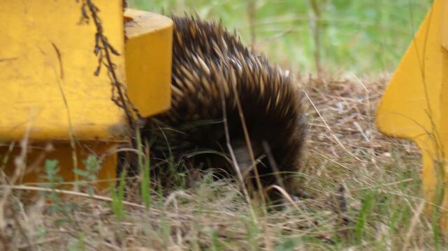 Australian echidna timidly walking by construction items looking at camera 
