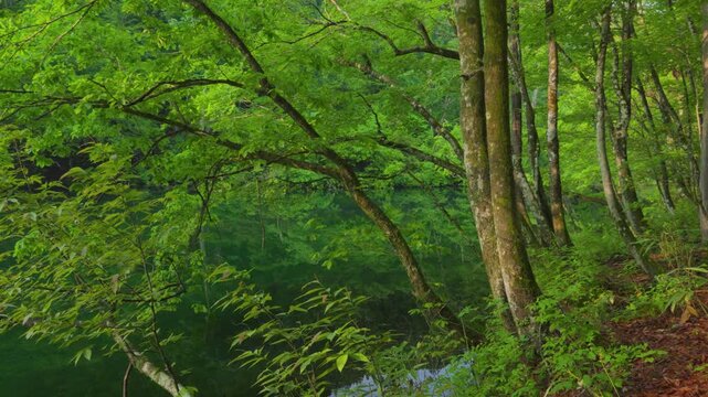 新潟県,津南町,龍ヶ窪,池,湧水,日本名水百選,龍神伝説