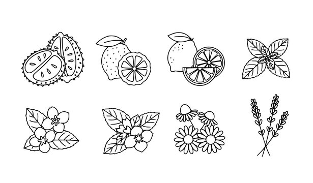 Minimal black and white tea ingredient outline vector set with botanical herbal flavor line icons