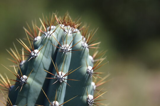 cereus jamacaru close up with green background