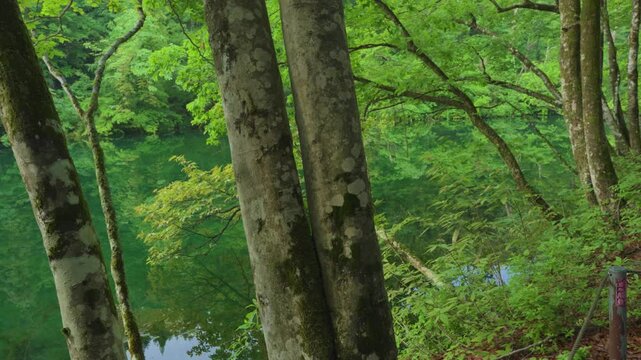 新潟県,津南町,龍ヶ窪,池,湧水,日本名水百選,龍神伝説