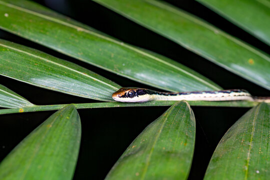 Painted bronzeback snake Dendrelaphis pictus on leaf Singapore