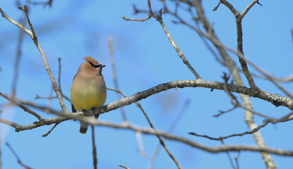 cedar waxwing is a member of the family Bombycillidae or waxwing family of passerine birds. It is a medium sized bird that is mainly brown, gray, and yellow