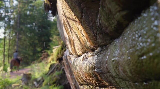 Dripping wet mossy rock wall with sunlit forest and horse rider background. Authentic nature connection, mental health, and outdoor wellness concept in woodland.