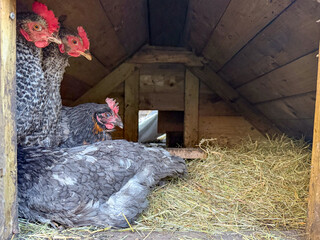 Hens resting in wooden chicken coop with straw bedding on small farm in Belgium © Bjorn B