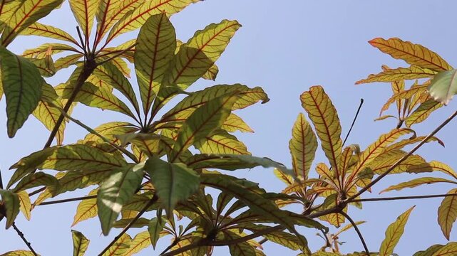 Outdoors garden surrounded by tropical plant, stock footage