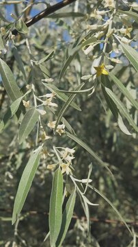 small flowers and leaves of blooming Silverberry or Oleaster tree sway in breeze