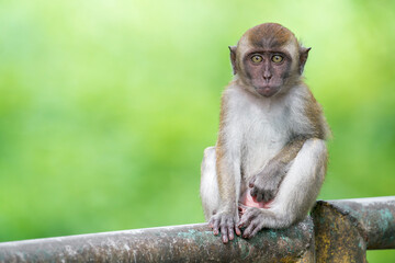 Fototapeta premium A Long-tailed Macaque stares at you in Asia, Malaysia.