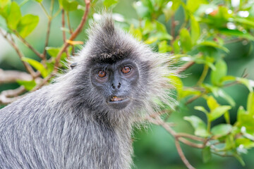 Obraz premium A Selangor Langur looks at the camera with his teeth visible in Asia, Malaysia. In the background are green leafs.