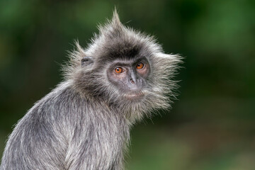 Obraz premium A Selangor Langur looks at the camera with his brown eyes in Asia, Malaysia. The background is dark green.