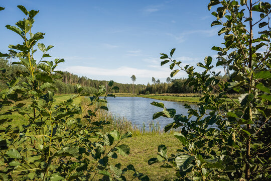 Forest retention pond surrounded by greenery during summer
