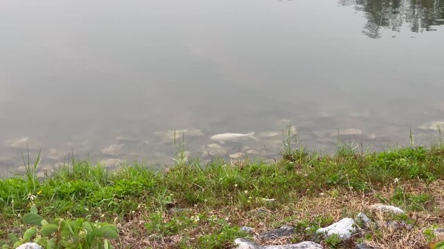 Water reflection lake at public park, stock footage